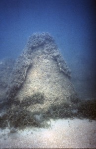 A conical microbialite in Lake Clifton WA. Photo by Bob Burne.