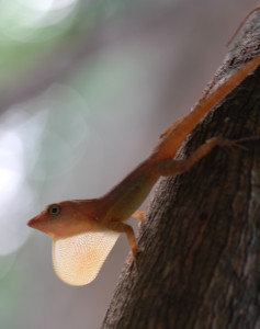 Anolis_lineatopus