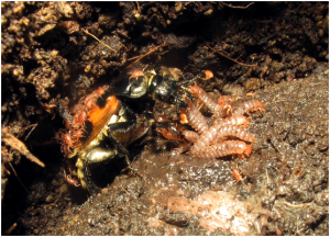 Paul Hopwood, University of Exeter - Burying Beetles as Parents